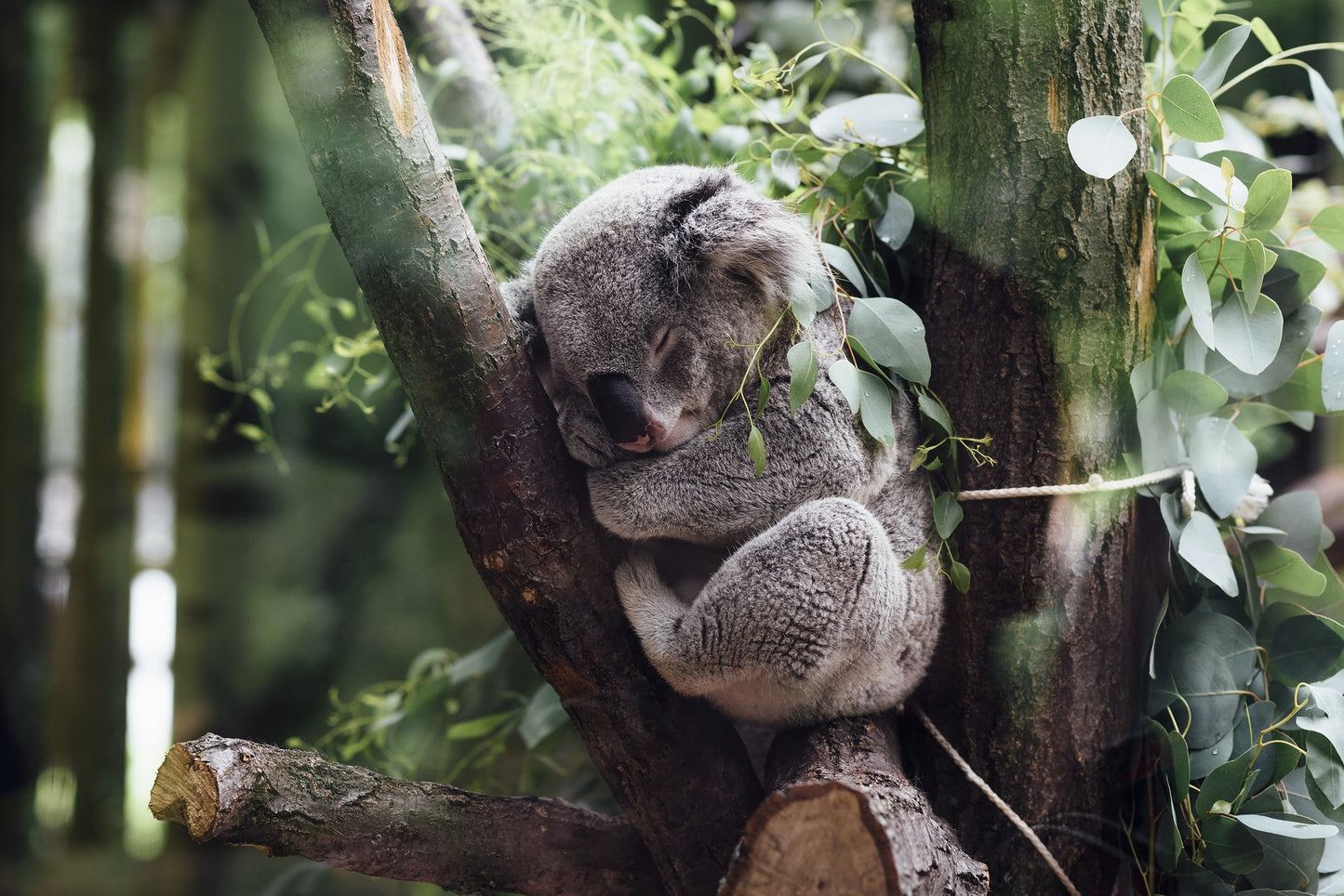 Koala Support Servitor. Helps Anxiety