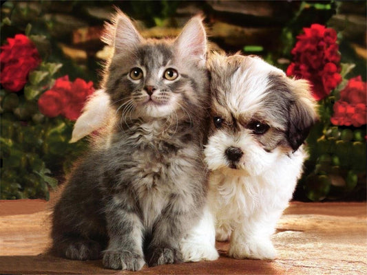 Fur Baby Adoption. In Need of Care